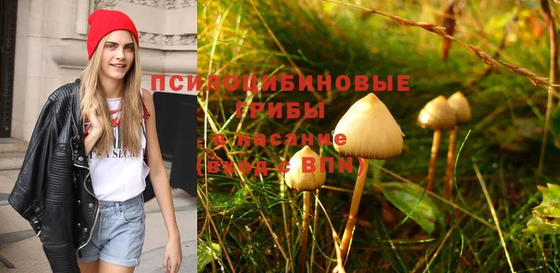 как найти закладки  Богданович  ОМГ ОМГ вход  Псилоцибиновые грибы Magic Shrooms 